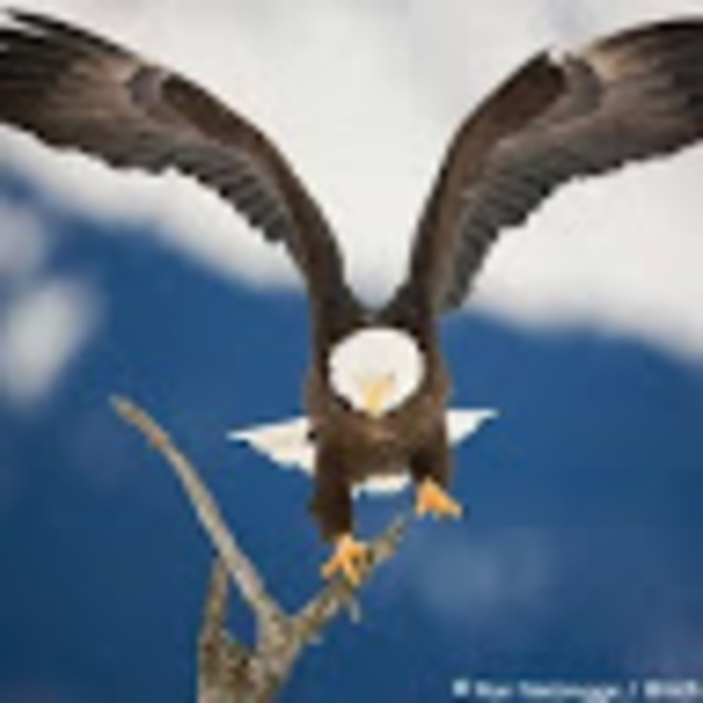 Meet your Posher, Leroy